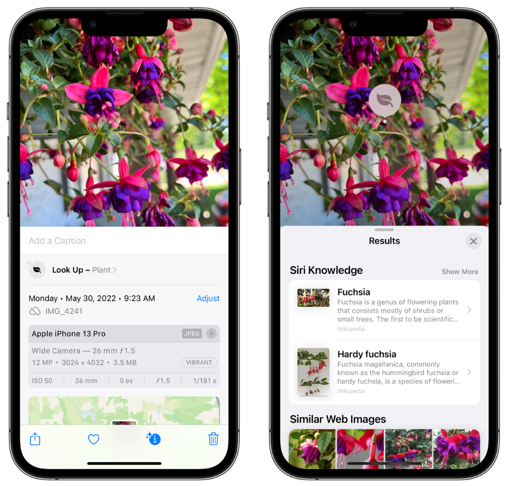 中和镇苹果手机维修分享小技巧：使用 iPhone 相机识别花卉植物 